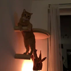 Capri Corner Wand Kletter Stufe Aus Sisal Für Katzen 11 Capri Corner Wand Kletter Stufe Aus Sisal Für Katzen -Garten- & Gewächshäuser Geschäft 043799dd9e18eb0105af0cfdcef20489