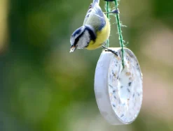 Dobar 23-teiliger Vogelfutter Spezialitäten-Mix Für Wildvögel, Inkl. Meisenknödel, 2700g Wildvogelfutter -Garten- & Gewächshäuser Geschäft 0f5a5c6904ee6c612cc4712d2267dad6