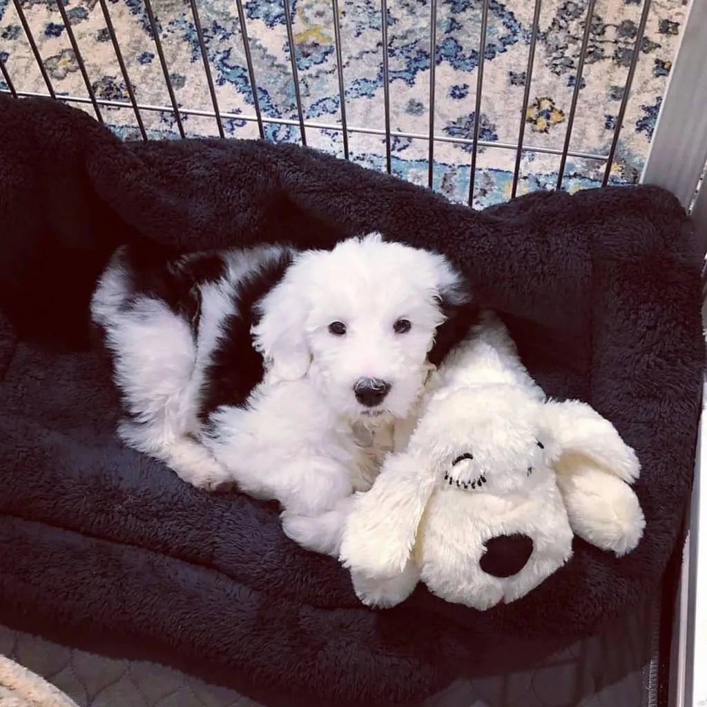 Snuggle Puppy Hundespielzeug Mit Herzschlag Golden 8 Snuggle Puppy Hundespielzeug Mit Herzschlag Golden – Bild 8