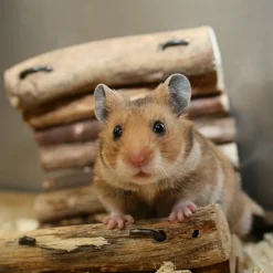 Relaxdays 2 X Hamsterball Transparent -Garten- & Gewächshäuser Geschäft 223161f237a39f734aafec593ca2bc33