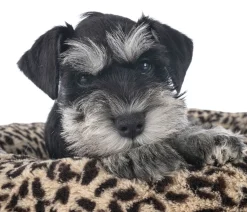 Alsino Hunde Set Hundebett Flauschig Tragbar Weich Mit Spielzeug Und Überraschung Für Große Und Kleine Hunde , Hunde Set Wählen:2er Set- Kleine Hunde -Garten- & Gewächshäuser Geschäft 2ca18030d431acc7fba92dfd4b671a4d