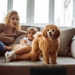 Relaxdays Hundetreppe 3 Stufen -Garten- & Gewächshäuser Geschäft 3ef0abf383ae664a78e769bd42e22636