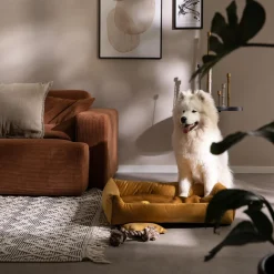 SILVIO DESIGN Rohrschneider Kuschelsofa Samt Senf Gr.2 7 SILVIO DESIGN Rohrschneider Kuschelsofa Samt Senf Gr.2 -Garten- & Gewächshäuser Geschäft 3f2fdec691765ee4552bde2a427d54f9