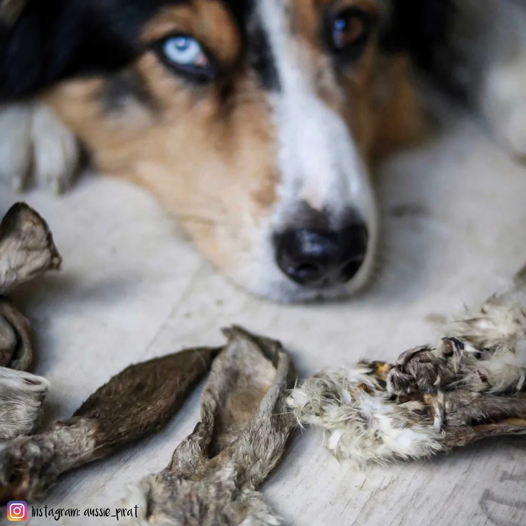 Schecker Getrocknete Kaninchenohren Sind Ein Ideal Verträglicher Kausnack Für Viele Ernährungssensible Hunde Ca 200 G 4 Schecker Getrocknete Kaninchenohren Sind Ein Ideal Verträglicher Kausnack Für Viele Ernährungssensible Hunde Ca 200 G – Bild 4