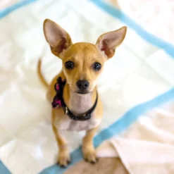 Schecker Set Stubenrein - Welpentoilette Plus Löseplatzmarkierer Plus 14 Unterlagen 8 Schecker Set Stubenrein - Welpentoilette Plus Löseplatzmarkierer Plus 14 Unterlagen -Garten- & Gewächshäuser Geschäft 4325a4efa6f6cac45118a4818cdfaaec