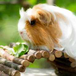 Relaxdays 3 X Nagerbrücke Holz Für Kleintiere -Garten- & Gewächshäuser Geschäft 434bcc9cc2e23959353570b44e7fcc3a