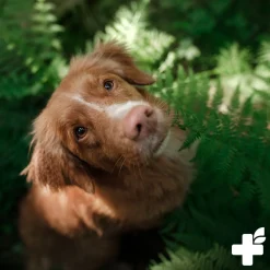 REAVET 4in1 Complete Für Hunde 250g - Natürliche Vitamine Und Nährstoffe Für Schönes Fell & Haut, Gelenke, Magen & Darm, Immunsystem Stärken, Nahrungsergänzung Hund 10 REAVET 4in1 Complete Für Hunde 250g - Natürliche Vitamine Und Nährstoffe Für Schönes Fell & Haut, Gelenke, Magen & Darm, Immunsystem Stärken, Nahrungsergänzung Hund -Garten- & Gewächshäuser Geschäft 446c13b50ef48168b81982ffa816d750