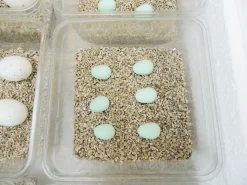 Campo24 ST2 Reptilien Inkubator Incubator Brutkasten Brutmaschine Brutapparat Brüter 8 Campo24 ST2 Reptilien Inkubator Incubator Brutkasten Brutmaschine Brutapparat Brüter -Garten- & Gewächshäuser Geschäft 4a61333c5b75803bc78a0283236bb86b