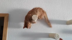 Capri Corner Wand Kletter Stufe Aus Sisal Für Katzen 9 Capri Corner Wand Kletter Stufe Aus Sisal Für Katzen -Garten- & Gewächshäuser Geschäft 4bd799d5fb6c632a669bf8a999b7ce1e