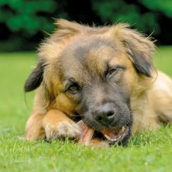 5x180g  - Schecker DOGREFORM Getrocknete Rinderohren - Herzhaft - Fettarm -Garten- & Gewächshäuser Geschäft 4fd245274b0b8a349d29c98e218744e9