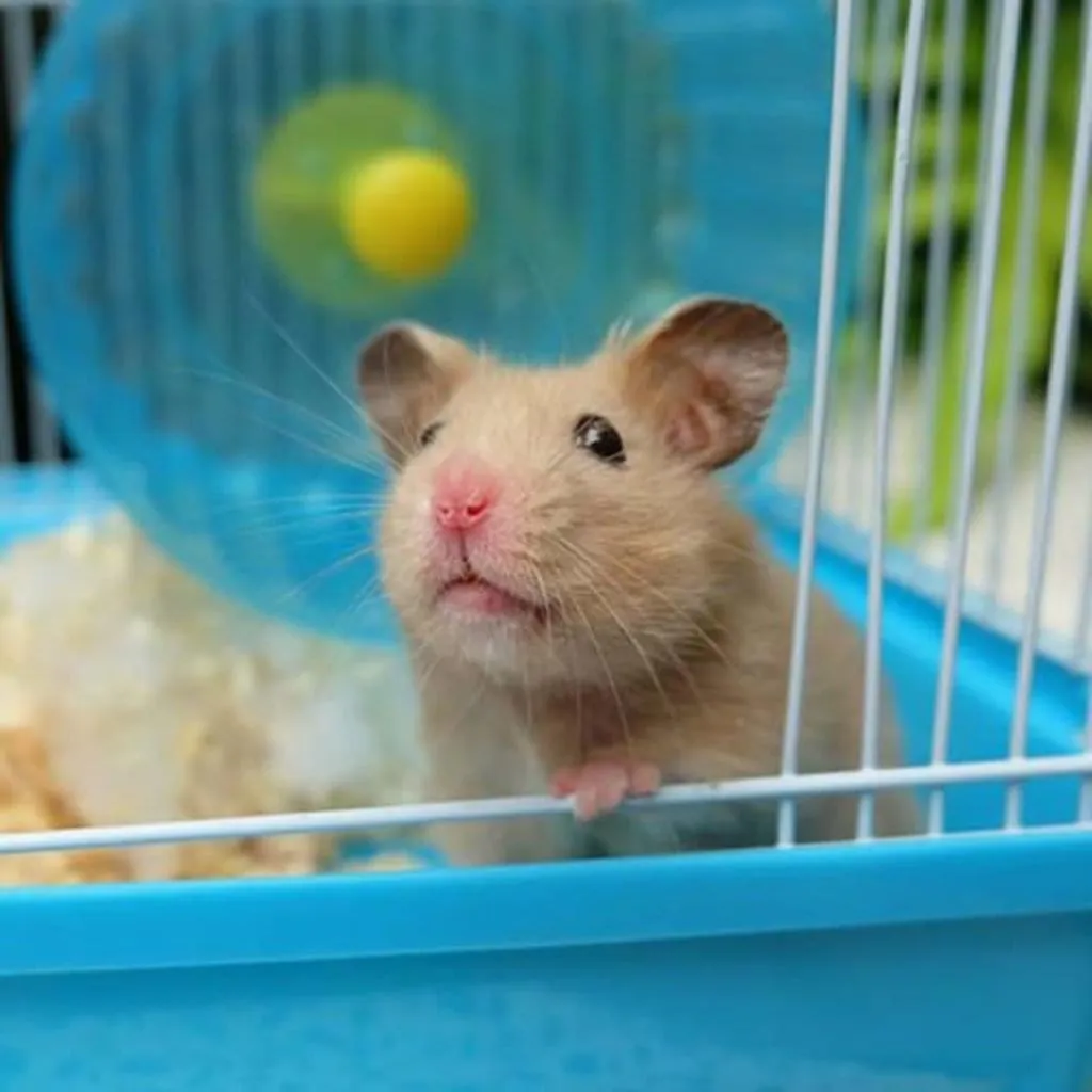 Unknown Hamsterkäfig Nagerkäfig Mäusekäfig Mit Laufrad, Futterschüssel, Wasserflasche, Häuschen Und Rutsche In Blau 4 Unknown Hamsterkäfig Nagerkäfig Mäusekäfig Mit Laufrad, Futterschüssel, Wasserflasche, Häuschen Und Rutsche In Blau – Bild 4