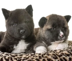 Alsino Hunde Set Hundebett Flauschig Tragbar Weich Mit Spielzeug Und Überraschung Für Große Und Kleine Hunde , Hunde Set Wählen:2er Set- Kleine Hunde -Garten- & Gewächshäuser Geschäft 6b681c2e716c8c4e27c31db1c021815b