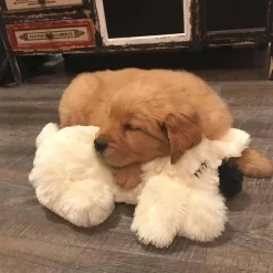 Snuggle Puppy Hundespielzeug Mit Herzschlag Golden 15 Snuggle Puppy Hundespielzeug Mit Herzschlag Golden -Garten- & Gewächshäuser Geschäft 7e8941ef9559d0dfa18a1c38efef58ec