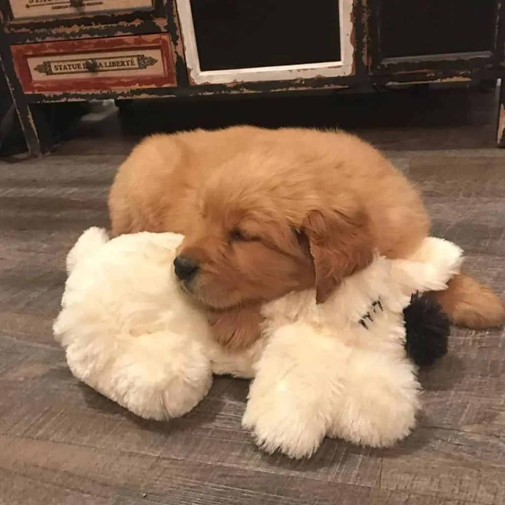 Snuggle Puppy Hundespielzeug Mit Herzschlag Golden 7 Snuggle Puppy Hundespielzeug Mit Herzschlag Golden – Bild 7