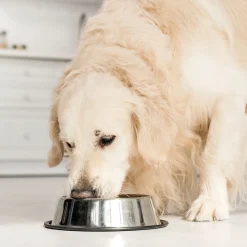 48x410g- Schecker Nierenschonkost - Nassfutter Für Hunde Mit Nierenschädigungen -Garten- & Gewächshäuser Geschäft 82e663a73c19f4ee87f8b8cd989b00a5