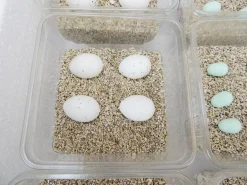 Campo24 ST2 Reptilien Inkubator Incubator Brutkasten Brutmaschine Brutapparat Brüter 9 Campo24 ST2 Reptilien Inkubator Incubator Brutkasten Brutmaschine Brutapparat Brüter -Garten- & Gewächshäuser Geschäft 84abf9500ffb747d900be7a708436efd