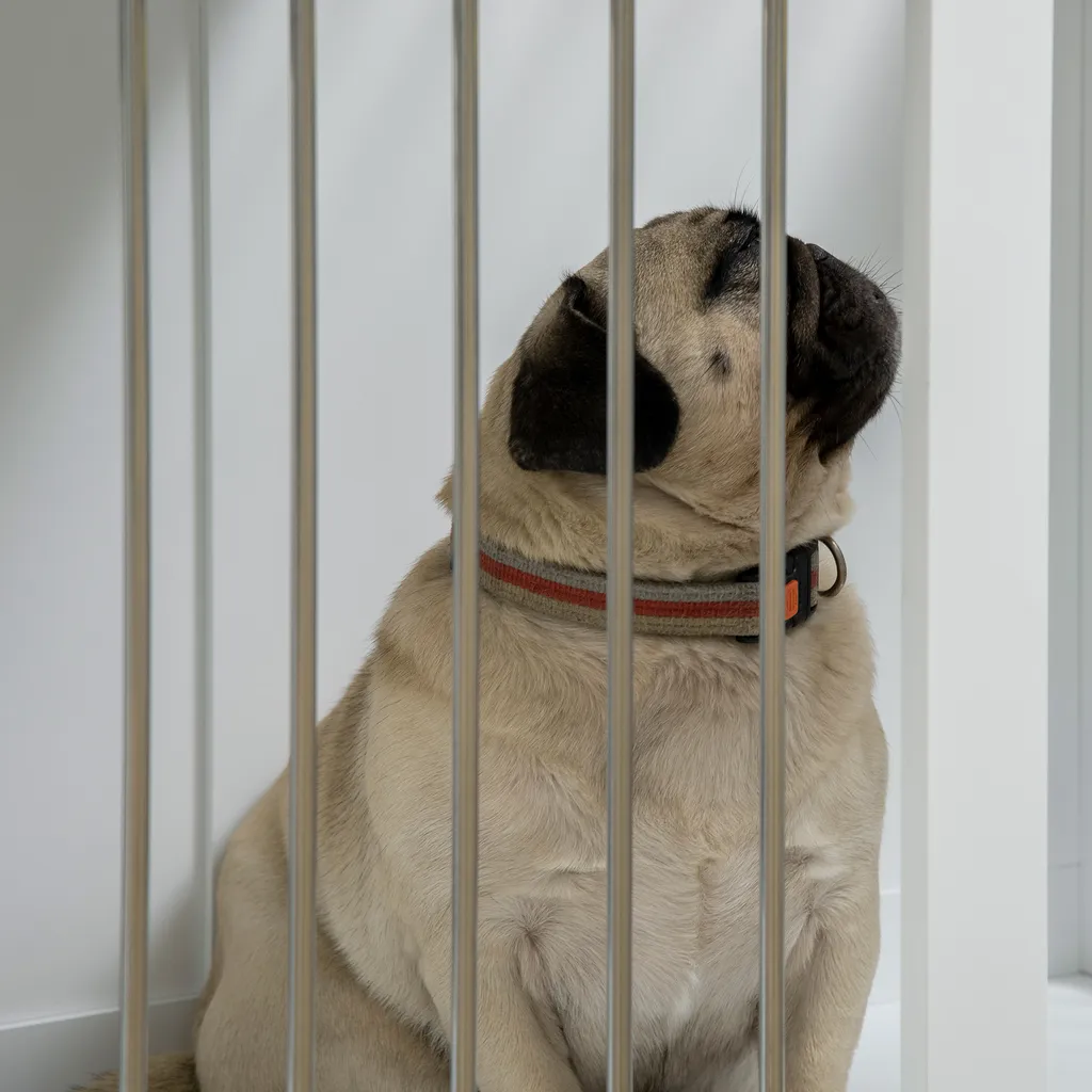 PawHut Hundekäfig, Hundehütte Mit Tischplatte, Haustierkäfig Für Mittelgroße Hunde, Hundebox Mit Türen, Hundehaus, Beistelltisch, Transportkäfig, Weiß, 80 X 50 X 56,5 Cm 8 PawHut Hundekäfig, Hundehütte Mit Tischplatte, Haustierkäfig Für Mittelgroße Hunde, Hundebox Mit Türen, Hundehaus, Beistelltisch, Transportkäfig, Weiß, 80 X 50 X 56,5 Cm – Bild 8