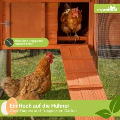 MyAnimal XXL Hühnerstall MH-22 - Wetterfest & Winterfest - Hochwertiges Kiefernholz (Grau) - Für 8 Hühner - Nistkasten - Trennbare Etagen - Sitzstange - Türverriegelungen - Hühnerhaus -Garten- & Gewächshäuser Geschäft 8964e6cba86aef4e07e43f1a5ea86d37