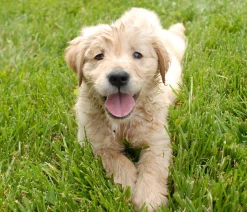 Alsino Hunde Set Hundebett Flauschig Tragbar Weich Mit Spielzeug Und Überraschung Für Große Und Kleine Hunde , Hunde Set Wählen:2er Set- Kleine Hunde -Garten- & Gewächshäuser Geschäft 8d0f117b392bf3ba2e024ce4aa9a6397