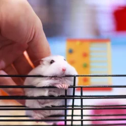 Relaxdays Hamster Zubehör Aus Holz -Garten- & Gewächshäuser Geschäft 9dd1df6bbc74a8610cb1130c5eb0ecbf