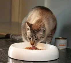 Lucky-Kitty Premium-Katzenfutter Probeset (8 X 200 Gramm = 1,6kg) -Garten- & Gewächshäuser Geschäft a3470f21f08fbb0b5c227f86c217c61a