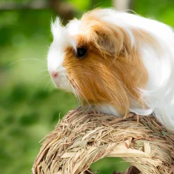 Relaxdays Kleintier Zubehör Set 3-teilig -Garten- & Gewächshäuser Geschäft b089e0d9ab46160934acb0713945c5c0