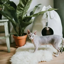 DISTRICT70 Katzen-Bett/-Tasche CASA Meringue -Garten- & Gewächshäuser Geschäft b45b0db41a4ff1320a66ee7c490e5854