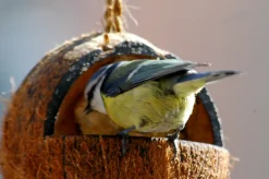 Dobar 23-teiliger Vogelfutter Spezialitäten-Mix Für Wildvögel, Inkl. Meisenknödel, 2700g Wildvogelfutter -Garten- & Gewächshäuser Geschäft b6a71f44b89d68f1fd39aa90fa5e030c