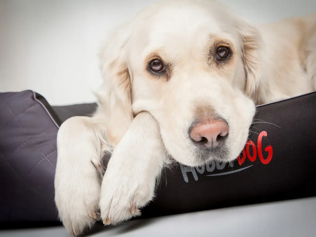 Hobbydog Hundebett Katzenbett Hundematratze Haustierbett Hundeliege Hundekissen Matratze 103x63x4,5 Schwarz Collie Cocker Spaniel Lowland Schäferhund Boxer German Schäferhund Labrador Pudel 2 Hobbydog Hundebett Katzenbett Hundematratze Haustierbett Hundeliege Hundekissen Matratze 103x63x4,5 Schwarz Collie Cocker Spaniel Lowland Schäferhund Boxer German Schäferhund Labrador Pudel – Bild 2