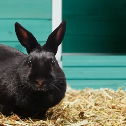 Relaxdays Großes Kaninchenhaus Für Innen Und Außen -Garten- & Gewächshäuser Geschäft ca6b57477fce57e7eec804c18e59c792