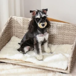 PawHut Haustiersofa Hundebett Rattan Mit Kissen Vier Füßen Haustierbett Katzenbett Hundekorb Hundesofa Für Kleine Hunde Hellgrau+Weiß 70,5 X 40 X 37,5 Cm 16 PawHut Haustiersofa Hundebett Rattan Mit Kissen Vier Füßen Haustierbett Katzenbett Hundekorb Hundesofa Für Kleine Hunde Hellgrau+Weiß 70,5 X 40 X 37,5 Cm -Garten- & Gewächshäuser Geschäft d5f8a251d1c2853bb08f498a18c90fb0