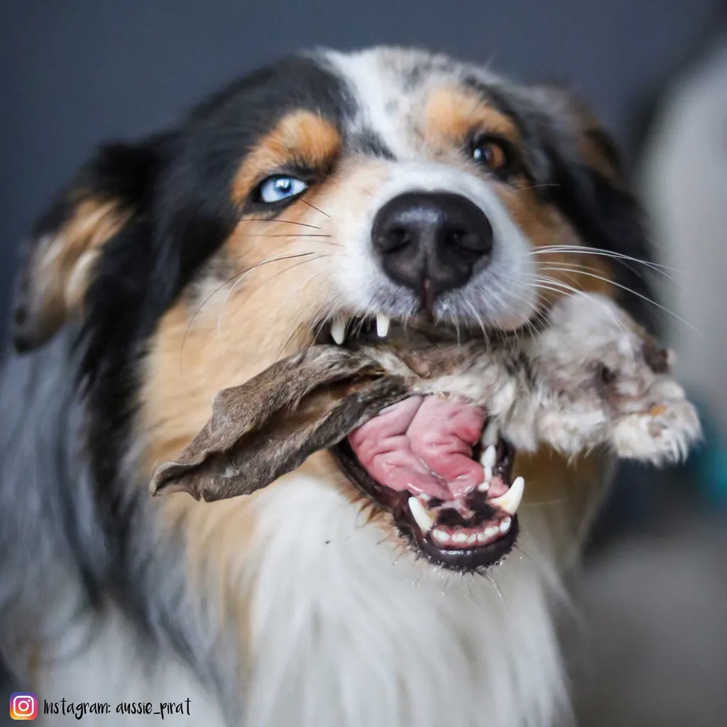 Schecker Getrocknete Kaninchenohren Sind Ein Ideal Verträglicher Kausnack Für Viele Ernährungssensible Hunde Ca 200 G 2 Schecker Getrocknete Kaninchenohren Sind Ein Ideal Verträglicher Kausnack Für Viele Ernährungssensible Hunde Ca 200 G – Bild 2