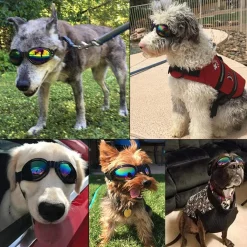 Jormftte Haustier-Hundeschutzbrillen UV-Sonnenbrille, Winddichter Schutz Hündchen-Welpen-Sonnenbrille, Hundebrille Für Großen Hund -Garten- & Gewächshäuser Geschäft ea86245df7b448806f82aabd5aa214ad
