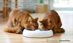 Lucky-Kitty Premium-Katzenfutter Probeset (8 X 200 Gramm = 1,6kg) -Garten- & Gewächshäuser Geschäft eaf364c94df51fc9690e4672ec73df2f