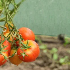 Relaxdays Folienfrühbeet PE Mit 2 Türen -Garten- & Gewächshäuser Geschäft f8cb758dad37c9a98b4075cb53e4ece1