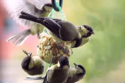 Dobar 23-teiliger Vogelfutter Spezialitäten-Mix Für Wildvögel, Inkl. Meisenknödel, 2700g Wildvogelfutter -Garten- & Gewächshäuser Geschäft fa7bccdd447f000eea0df8c879d28721